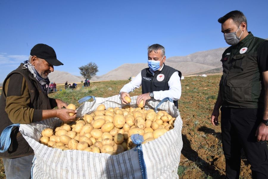 PATATES HASADI DEVAM EDİYOR