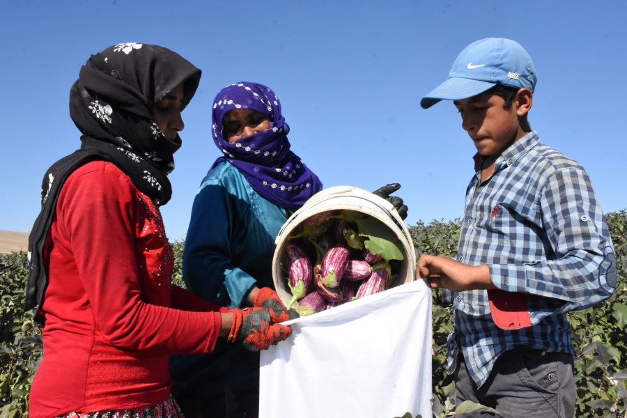 YAMULA PATLICANI YÜZLERİ GÜLDÜRDÜ