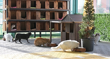 KAYSERİ’DE KEDİ KASABASI REKOR KIRIYOR