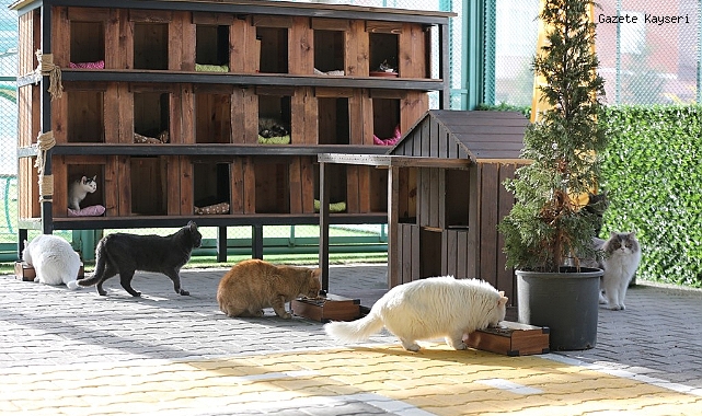 KAYSERİ’DE KEDİ KASABASI REKOR KIRIYOR