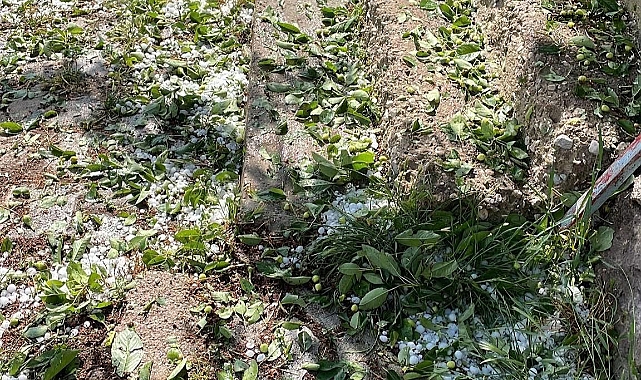 DOLU YAĞIŞI EKİLİ ALANLARA ZARAR VERDİ